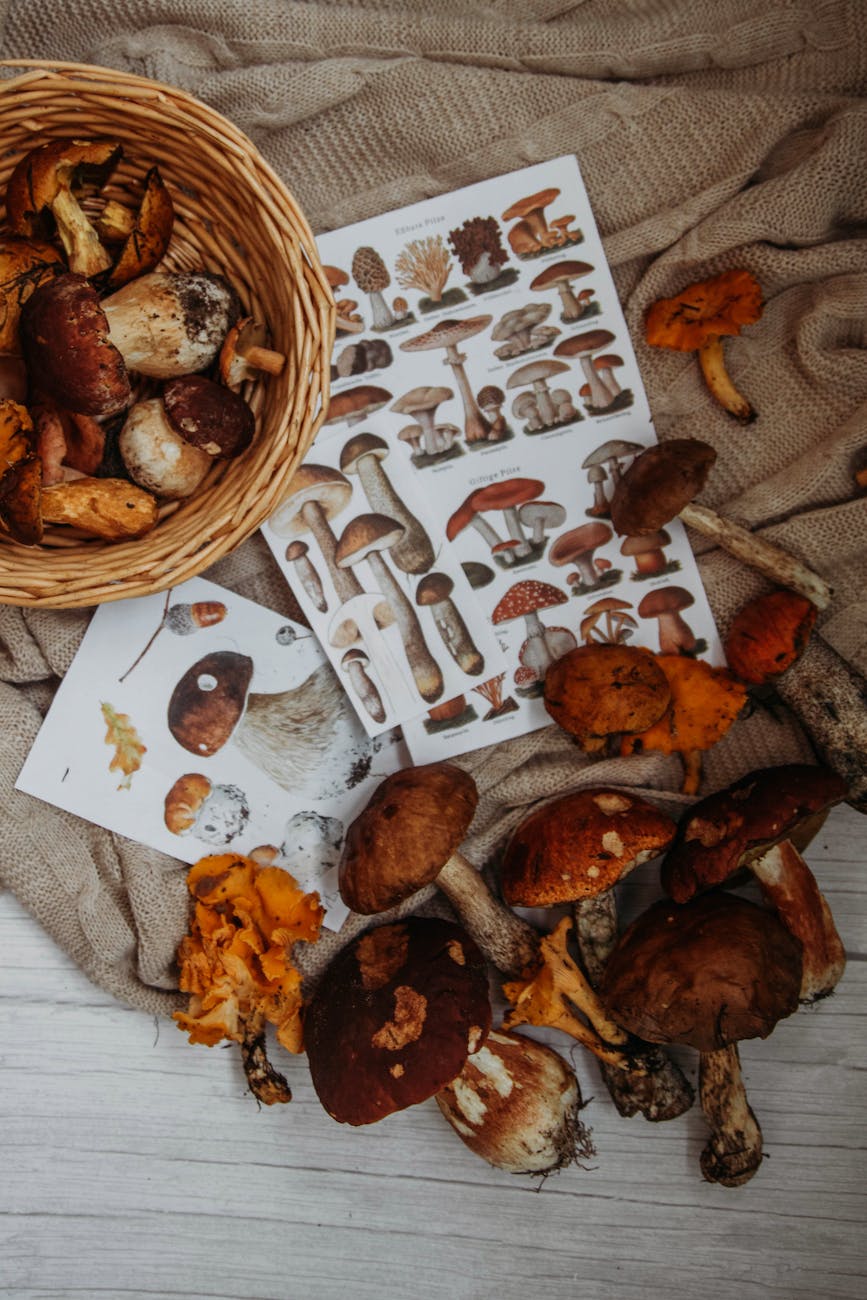 mushrooms and wicker basket