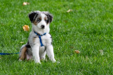 puppy on grass field