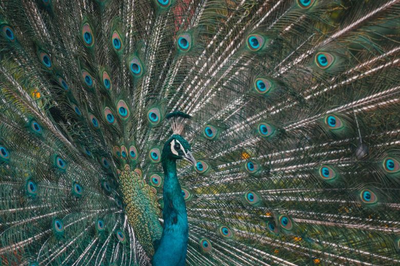 The Majestic Peacock(Peafowl)