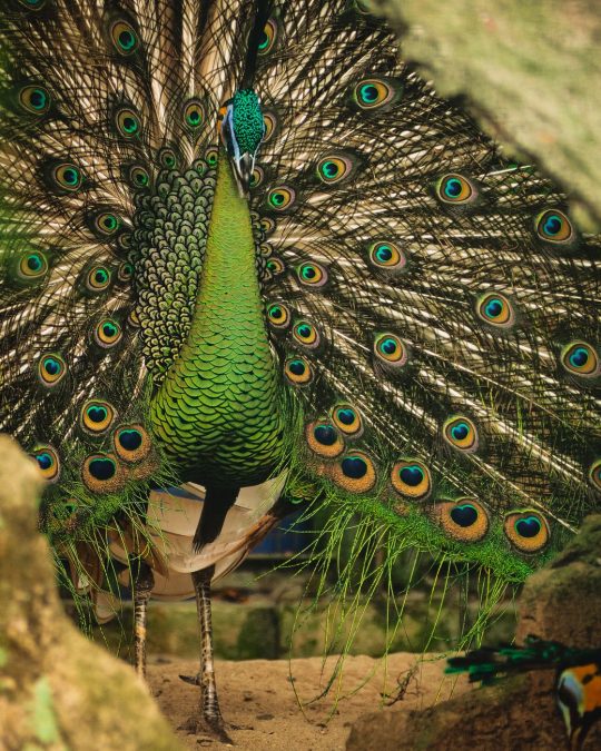 The Majestic Peacock(Peafowl)